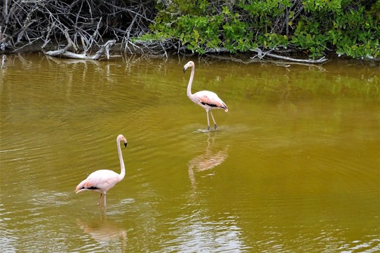 Ecuador - Isabela Island - Flamingos