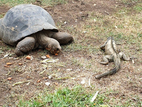 Ecuador - Guayaquil - University Giant Tortoises - moved quite quickly when she saw an iguana eating her food