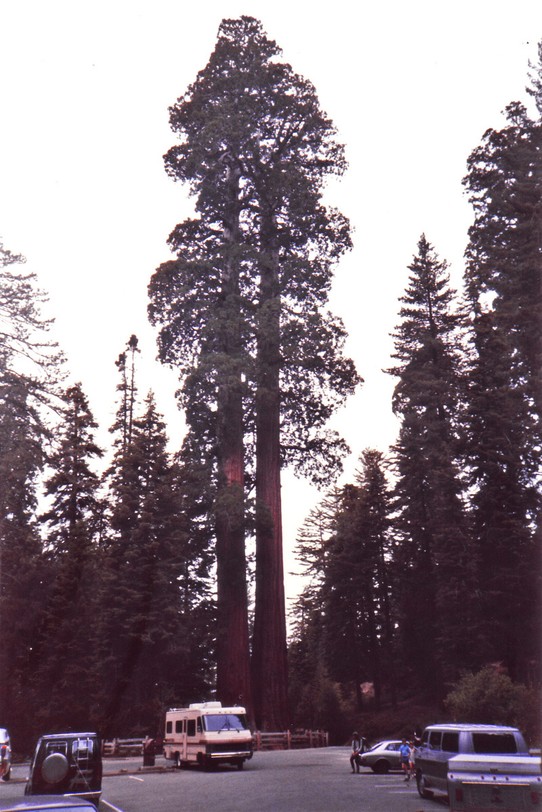 United States - Sequoia National Park - General Sherman Tree