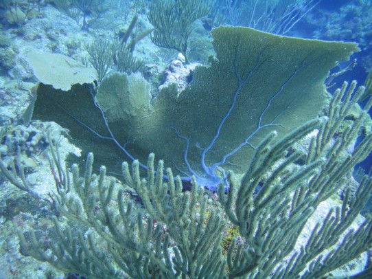 Belize - Caye Caulker - Korallen mitten im 2. größten Barrier Rief der Welt beim Tauchplatz "Esmeralda"