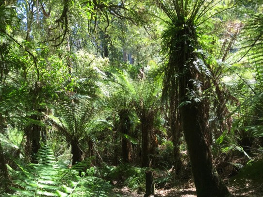 Australien -  - Mein Märchenwald im Otway Nationalpark 