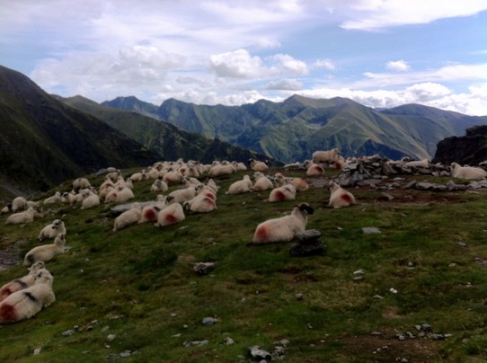 Rumänien - unbekannt - Tag 2: Sieht aus wie Schafe...