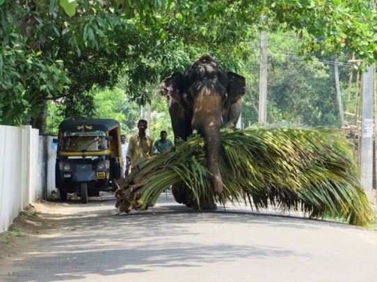 Indien - Alappuzha - Elephant @ work