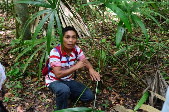 Guatemala - El Zotz - Dschungelkunde mit unserem Guide José