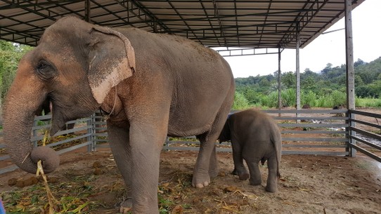 Thailand - Ban Luang - Elefanten so nah zu sein war ziemlich cool... Der Kleine hat alle Aufmerksamkeit auf sich gezogen.  Einige aus der Gruppe haben einen Ausritt machen können.