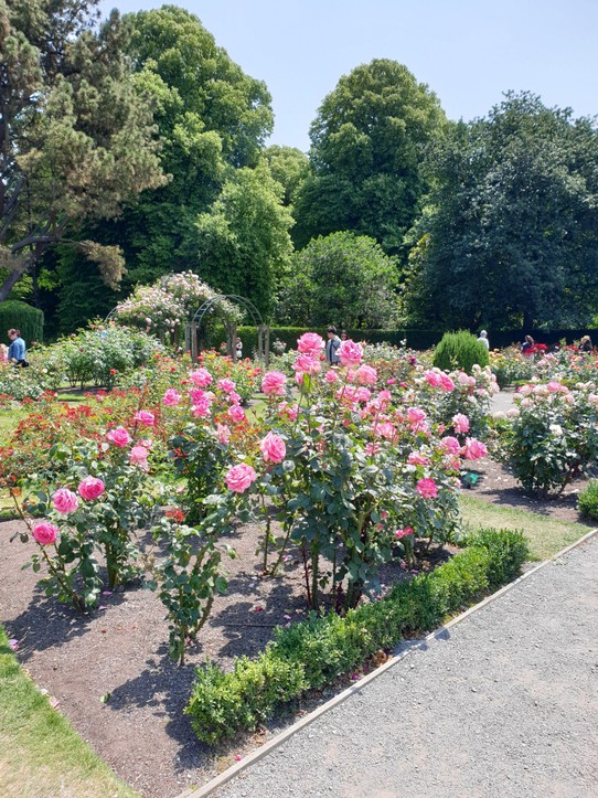 Neuseeland - Christchurch - Der Rosengarten im Botanischen Viertel