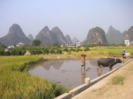 China - Guilin - Bauer mit seinem Wasserbüffel
