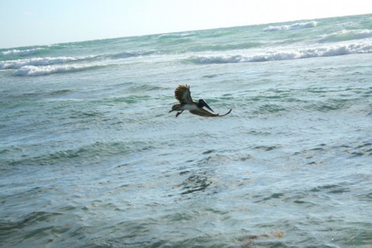 Mexiko - Tulum - Pelikan beim Fischfang