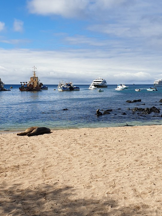 Ecuador - San Cristóbal Island - San Cristobal harbour (and sea lions)