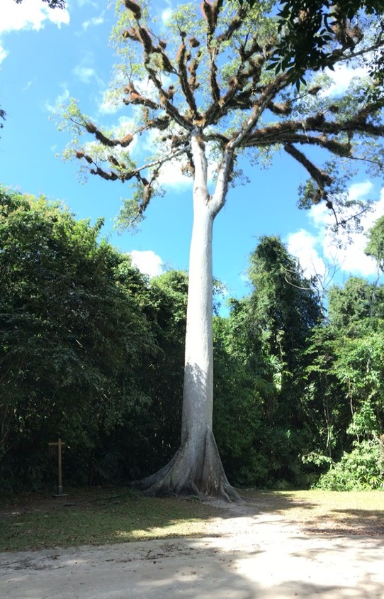 Guatemala - Tikal - Lebensbaum der Maya-Kultur