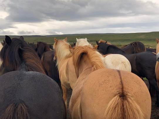 Island - Bláskógabyggð - Hier dürfen wir die Islanderpferde mal von hinten sehen... 😂👍 Auch schön, oder?