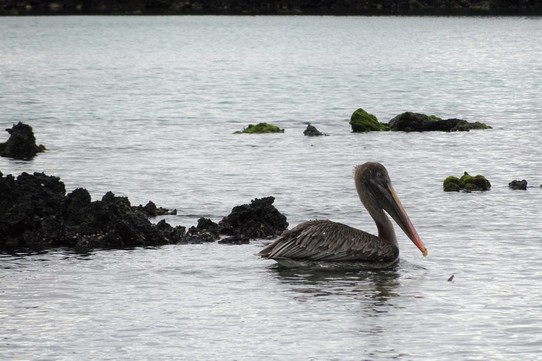 Ecuador - Isabela Island - Brown Pelican