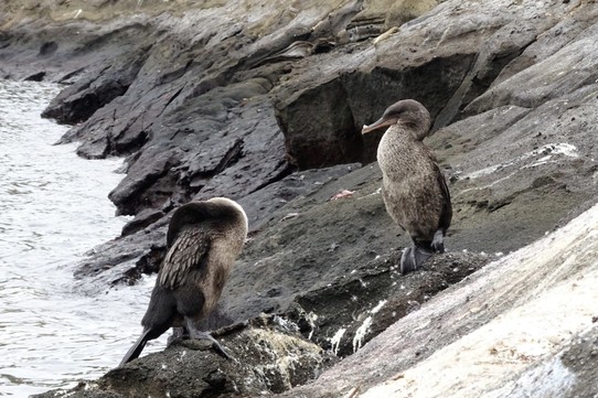 Ecuador - Isabela Island - Flightless cormorants