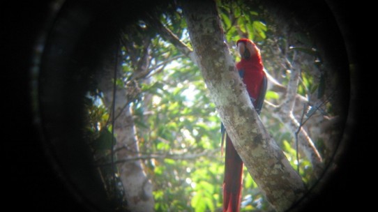Costa Rica - Jacó - Ein Ara im Nationalpark Carara