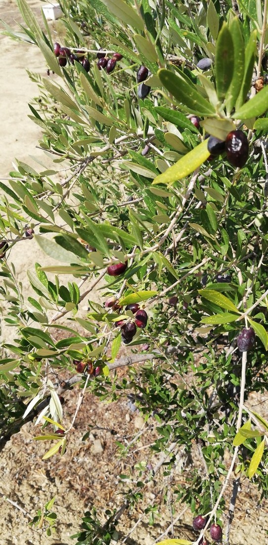 Griechenland - Zaros - Oliven Baum