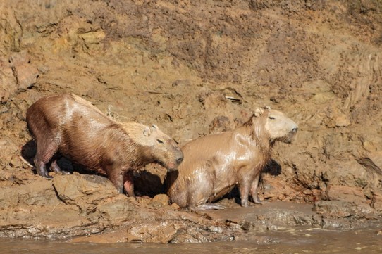 Peru - Puerto Maldonado - Capybara