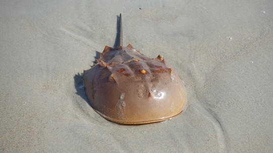 USA - Daytona Beach - Hätte nicht gedacht, dass ich so einen Limulidae Merostomata mal in Natura sehe.