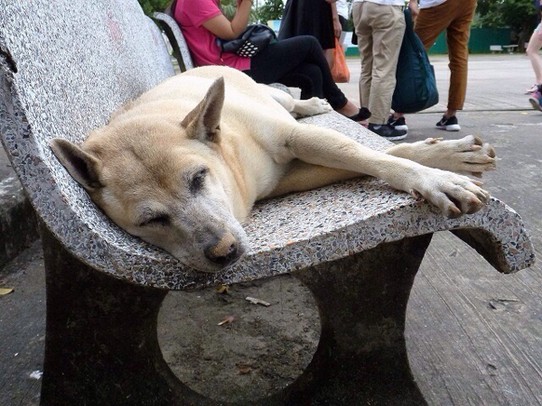 Thailand - Chalong - Tempelhund hat es sich auf der Bank bequem gemacht 