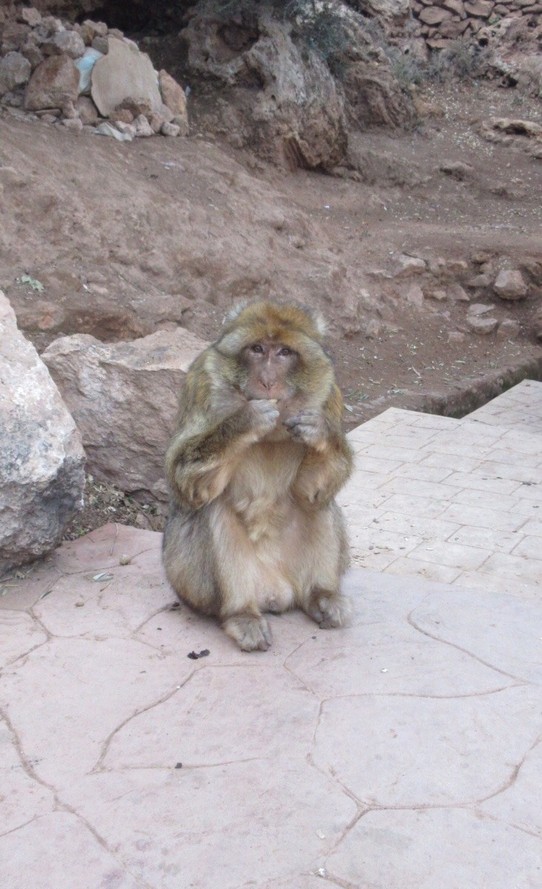 Morocco - Marrakech - Big ol monkey