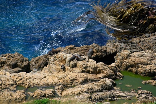 Neuseeland - Nugget Point - Die Seehunde passen auf die Kleinen auf