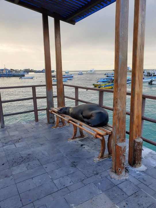 Ecuador - San Cristóbal Island - Sea lion on bench on the pier