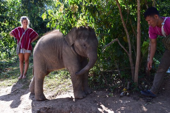 Thailand - Chiang Mai - Nathalie der Babyelefant (3 Monate alt)