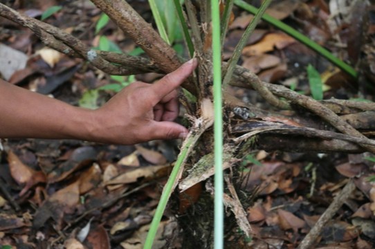 Guatemala - El Zotz - Essbares gibt's im Dschungel genügend!