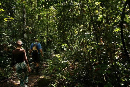 Sri Lanka - Sinharaja Forest - 