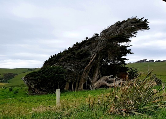 Neuseeland - Invercargill - Ob es wohl windig am Slope Point war?😂