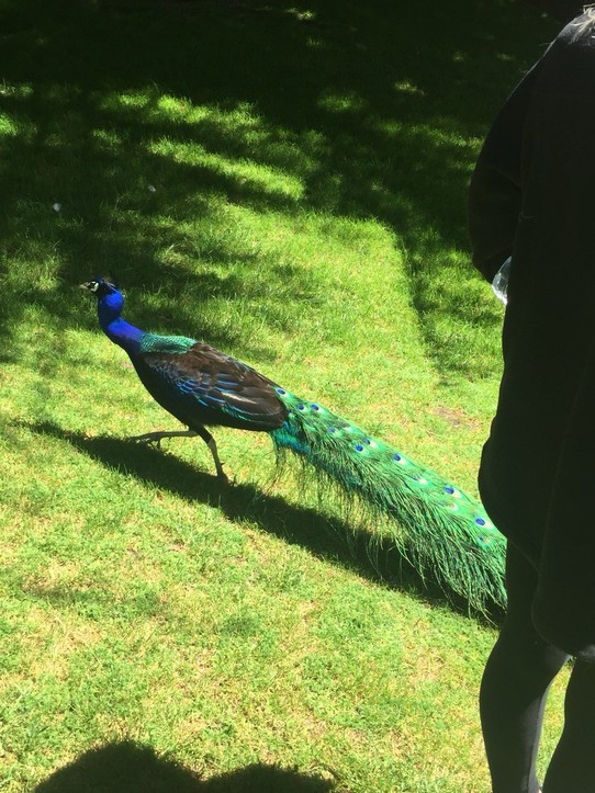  - Neuseeland, Aongatete, Katikati Bird Gardens - 