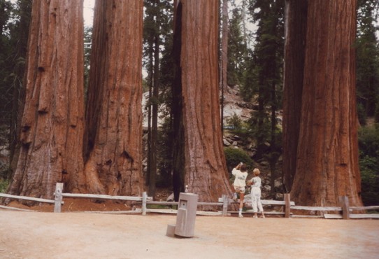 United States - Sequoia National Park - Der Park ist berühmt für seine riesigen Mammutbäume