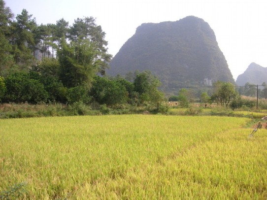 China - Guilin - giftgrüne Reisfelder