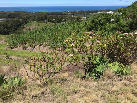 Australien - Arakoon - Bananen Plantage
