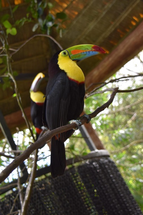 Costa Rica - San José - Wir haben gleich drei Arten zu sehen bekommen.