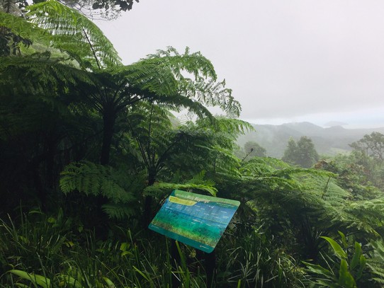Australien - Cape Tribulation - Regenwald halt. Es regnet. 