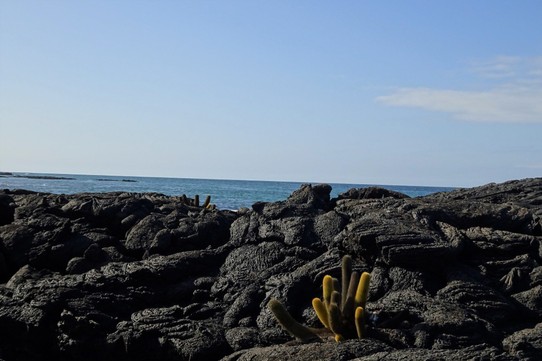 Ecuador - Fernandina Island - Fernandina Island with Lava cactus