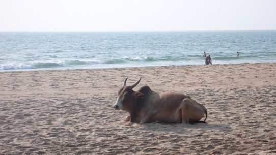 Indien - Agonda Beach - Kuh am Strand