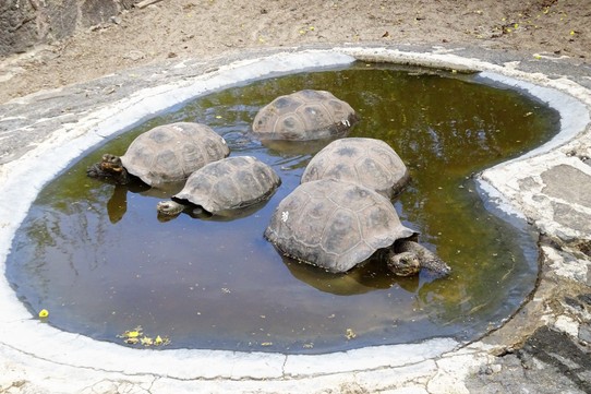 Ecuador - Isabela Island - Giant Tortoises (breeding centre - only about 15 years old)