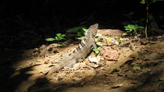 Costa Rica - Jacó - Nationalpark Carara