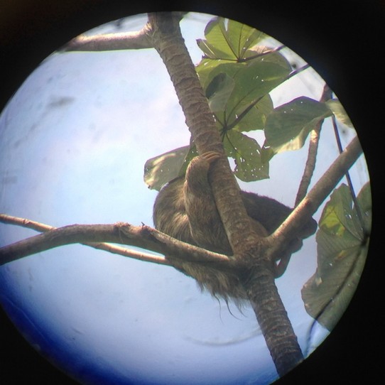 Costa Rica - Quepos - Faultier im Baum
