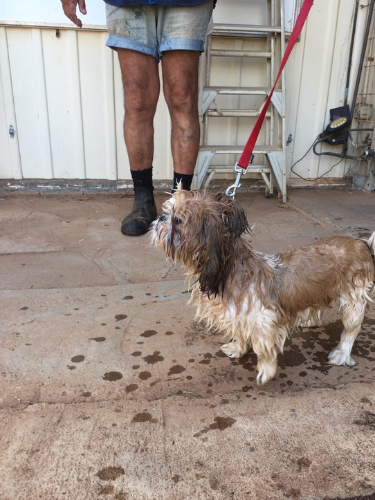 Australien - Minilya - Gorge der Hund unserer Chefin ist uns sehr ans Herz gewachsen. 