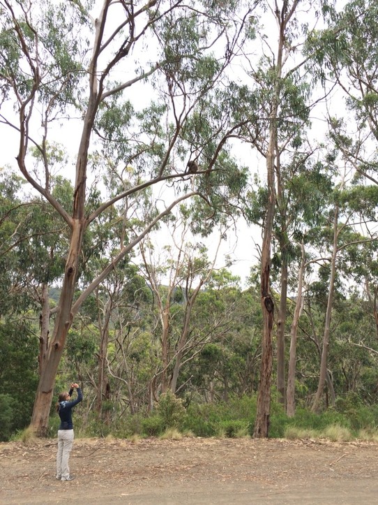 Australien - Torquay - Schau genau - hier und dort hocken Koalas in den Eukalyptusbäumen