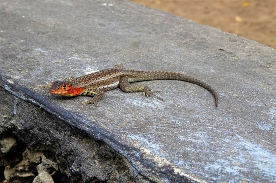 Ecuador - Isabela Island - Lava Lizard (female)