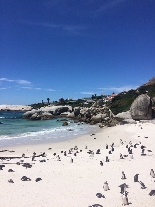 Südafrika - Cape Point - Pinguine 😍