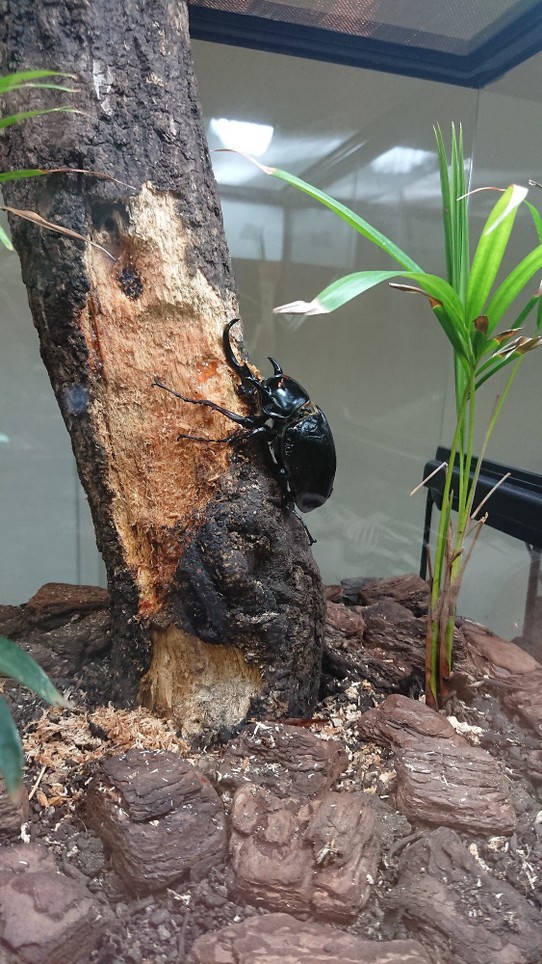 Japan - Ōsaka - Godzillas Freunde: Manche Käfer werden in Japan größer als eine Faust!