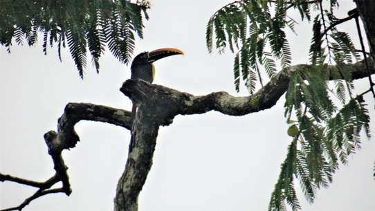Ecuador - unbekannt - Aracari (a kind of Toucan)