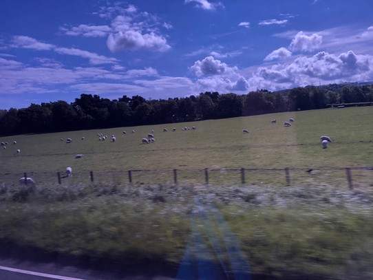 Vereinigtes Königreich - Falkirk - Schafe