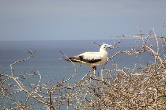 Ecuador - San Cristóbal Island - Red footed booby
