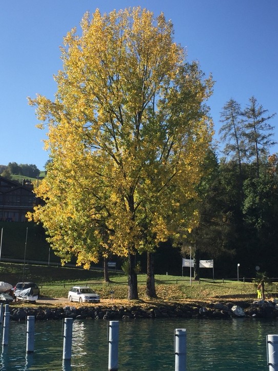 Deutschland - Ludwigshafen am Rhein - Jetzt ist Herbst mit goldenen Blättern