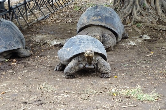 Ecuador - Guayaquil - University Giant Tortoises
